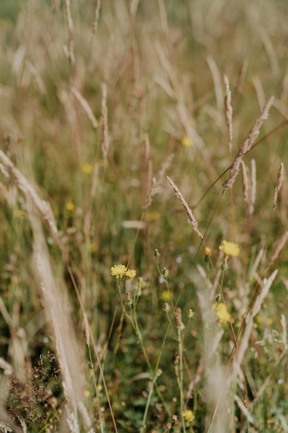 Born-to-be-wild-bergerac-Ulrike-photographe