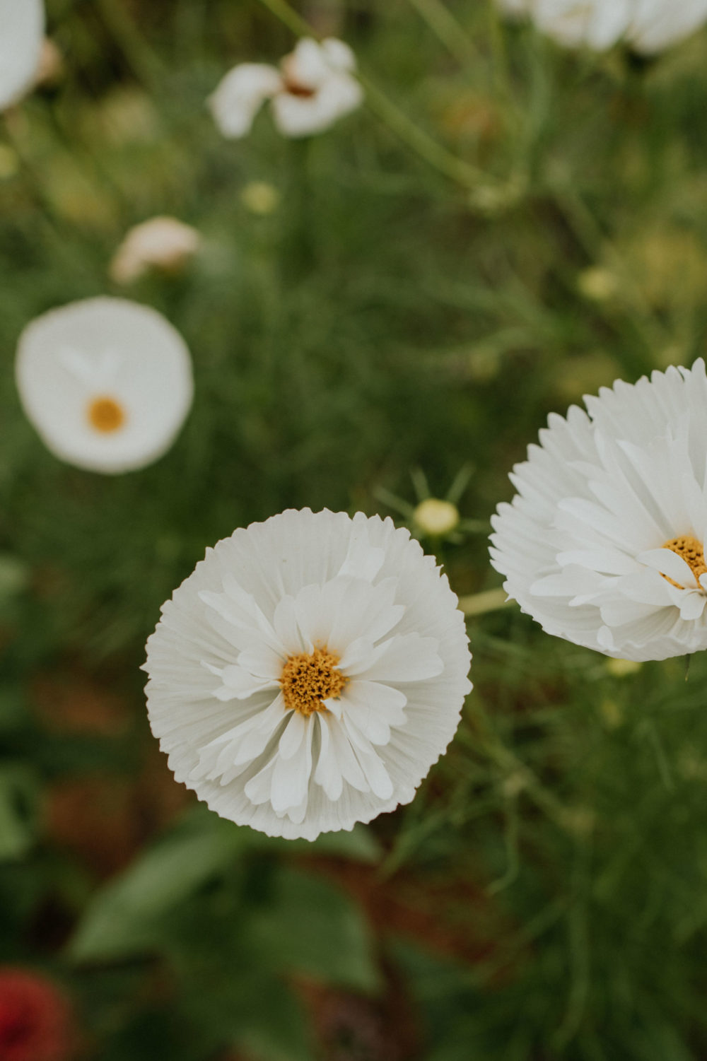 niveole-fleuriste-loches-ulrike-photographe-mariage-tours