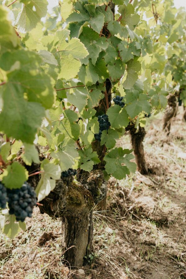vignoble-rousseau-freres-noble-joue-touraine-maison-yriss-1