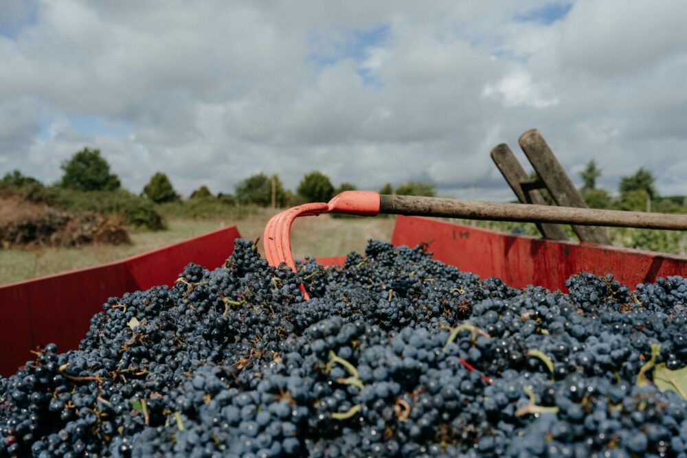 vignoble-rousseau-freres-noble-joue-touraine-maison-yriss